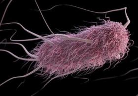 Infection under a microscope