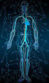 Blood flow Blood flow throughout the body