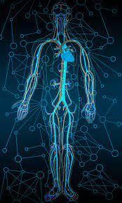 Hemodynamics Blood vessels throughout the body