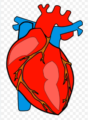 Heart