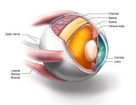 Eyeball Diagram Eyeball Diagram