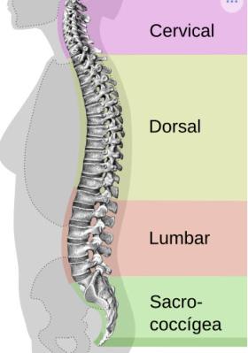 anatomy picture of the spine  anatomy picture of the spine