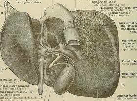 textbook picture of a liver