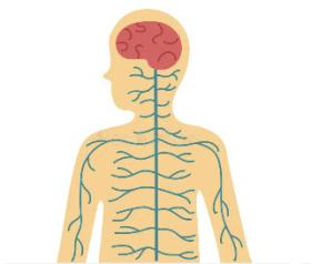 Clipart of nervous system Clipart of nervous system