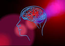outline of the human head and brain outline of the human head and brain