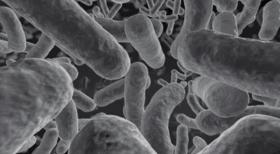 Gut microbiome Gut microbiome