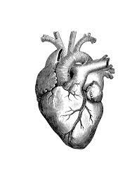 anatomical picture of the human heart 